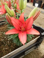 [5017 TinyRobin No02.JPG]